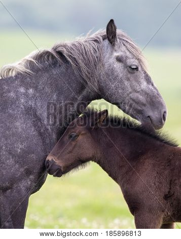 Horse And Foal Love And Care