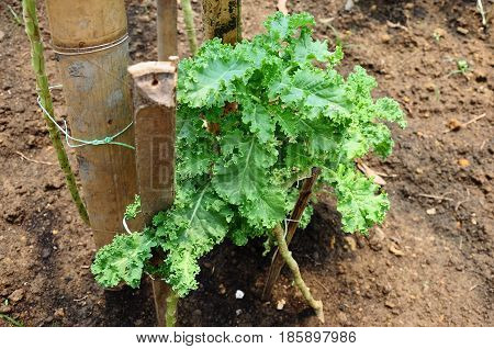 Small Kale plants with curly leaves tied to a bamboo stick to hold it.  Kale is a nutritious health food suitable eaten raw, cooked, as salads or juices.