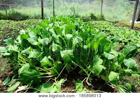An organic fresh green leaf vegetable mustards ready to be harvested at small garden.