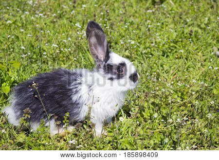 Little rabbit on green grass in the garden