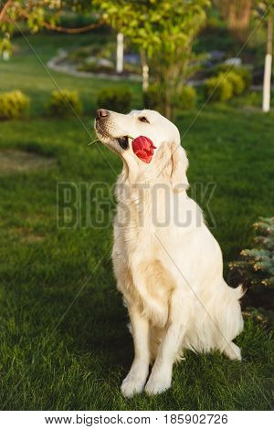 Portrait of a beautiful Golden Retriever dog with a pedigree. The dog purebred is surrounded by greenery. Concept beauty, softness, pedigree.