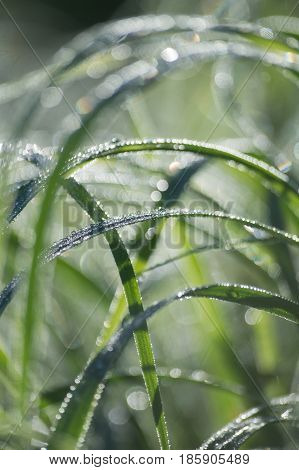 Green blurred background of grass and dew