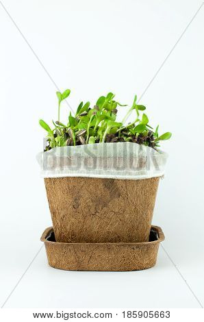 Organic Sunflower Sprouts In White Background
