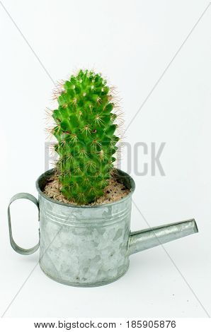 Cactus In A Can In White Background