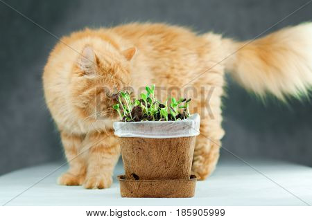 Fluffy Big Orange Persian Cat Curious to New Grown Green Organic Sunflower Sprouts in a Flowerpot Made From Plant Fibers on White Surface with Gray Background
