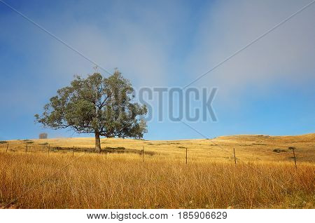 A lonely tree uphill with yellowish grass caused by dry weather.