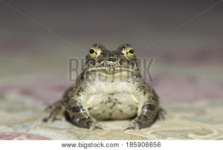European green toad Bufo viridis sitting on a rock