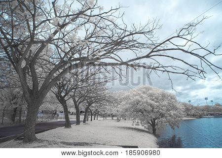 An Infrared view of a serene blue water lake surrounded by white foliage trees next to a small jogging track.