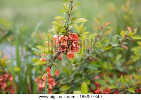 Bush with Flowering shrub of red Ixora coccinea