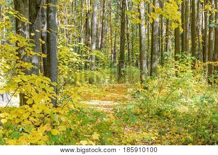 Autumn Early autumn Forest Forest Path Grove Leaves Leaves of the trees Path In The Woods Rays of sunlight Sunlight Sunlight in the branches Trees