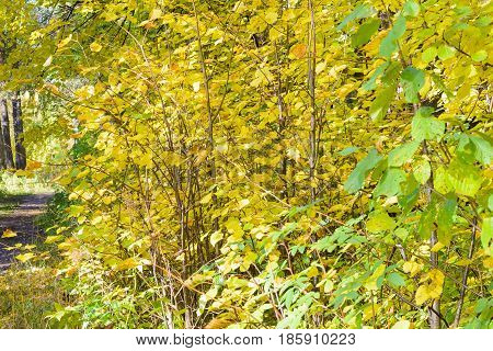 Autumn Early autumn Forest Grove Leaves Leaves of the trees Rays of sunlight Sunlight Sunlight in the branches Trees
