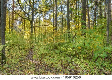Autumn Early autumn Forest Forest Path Grove Path In The Woods Pine tree Pines Trees