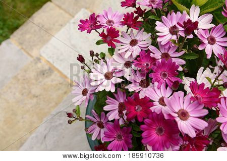 Dozens Of Pretty Pink And Magenta African Daisies