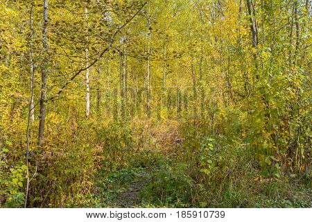 Autumn Early autumn Forest Grove Leaves Leaves of the trees Rays of sunlight Sunlight Sunlight in the branches Trees