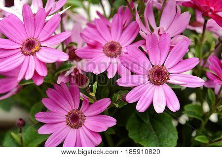 Four African Daisies With Vivid Pink Petals