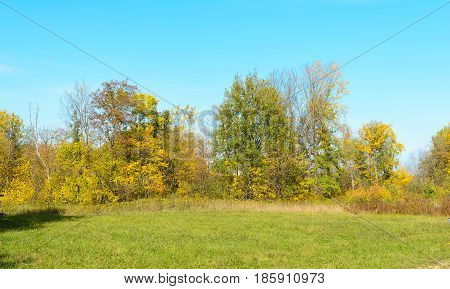 Autumn Early autumn Forest Grove Leaves Leaves of the trees Rays of sunlight Sunlight Sunlight in the branches Trees