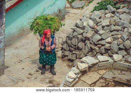 Vashisht. India. April 20 2017. Woman in national clothes with basket of grass