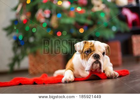 Cute puppy english bulldog with deer head cornuted on red carpet close to Christmas tree with xmas toys