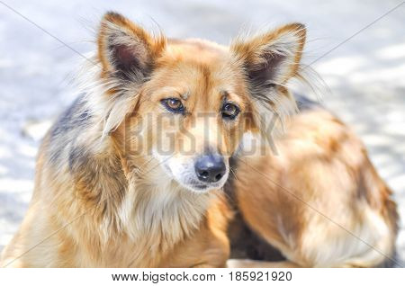 stray dog , half-breed dog or mongrel dog