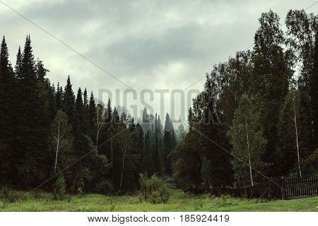 The gloomy atmosphere of the evening in the dark forest. High firs and pines in the fog. Overcast weather.