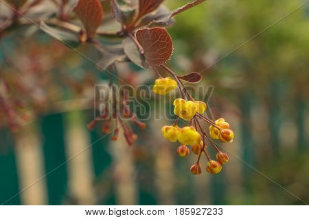 Yellow flowers on a branch of spring Berberis ottawensis Superba. Close-up. Soft.