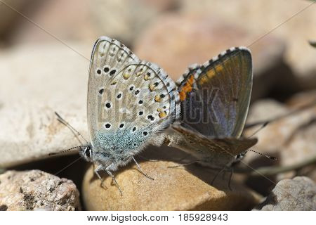 Couple Of Common Blue Butterflies Copulating In Spring.