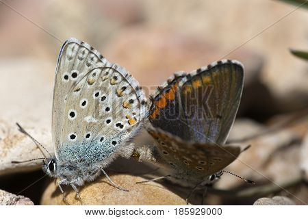 Couple Of Common Blue Butterflies Copulating In Spring.