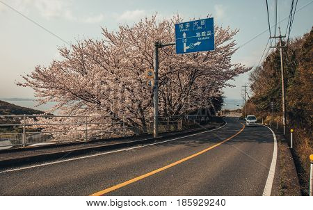 Road of Sakura illuminate, tunnel of sakura in shodoshima island. Japan