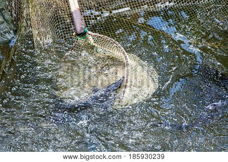 The Fisherman Pulls Out Trout A Net From Pond
