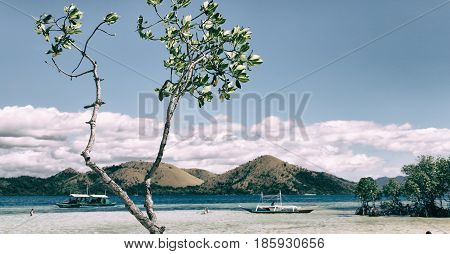 In The Beautiful  Island Cosatline And Tree