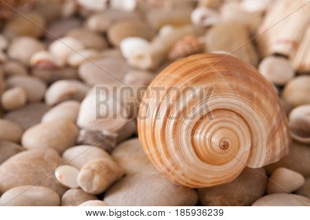 Sea pebbles and seashells background. Natural seashore stones textured surface