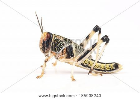 Locust Desert locust (Schistocerca gregaria) pupa on a white background