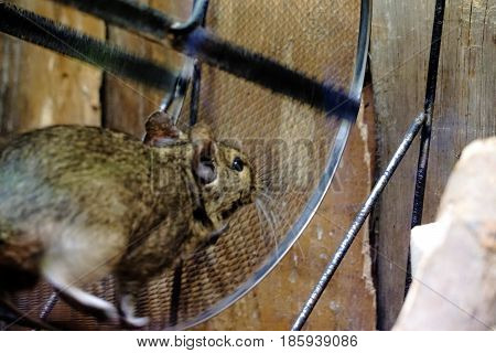 Photo of Degu running in a wheel