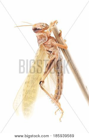 Desert locust (Schistocerca gregaria) immediately after molt