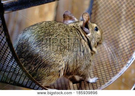 Photo of a Degu running in it's wheel