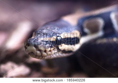 Python's head macro photo of the eye in sharpness