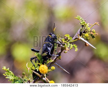 Painted grasshopper or horse lubber grasshoppers, are found in the grasslands of central Mexico. Grasshoppers of Mexico.