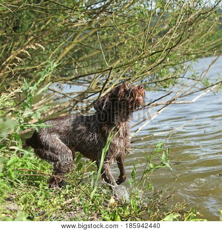Italian Wire-haired Pointing Dog In The Water