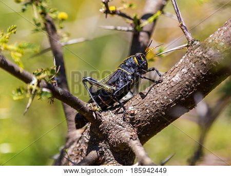 Painted grasshopper or horse lubber grasshoppers, are found in the grasslands of central Mexico. Grasshoppers of Mexico.