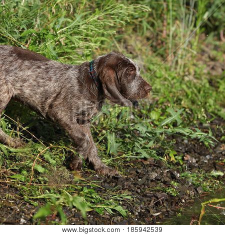 Puppy Of Italian Wire-haired Pointing Dog