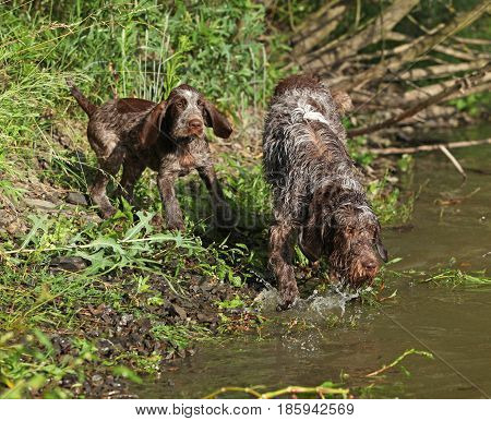 Italian Wire-haired Pointing Dog Puppy With Its Mother