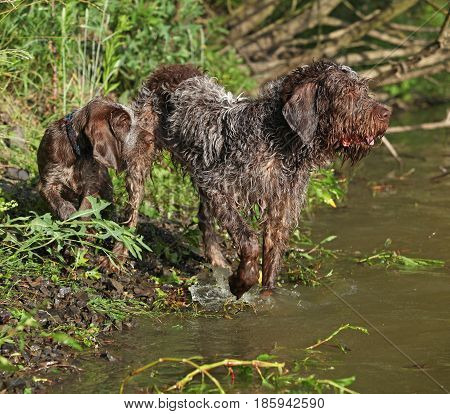 Italian Wire-haired Pointing Dog Puppy With Its Mother