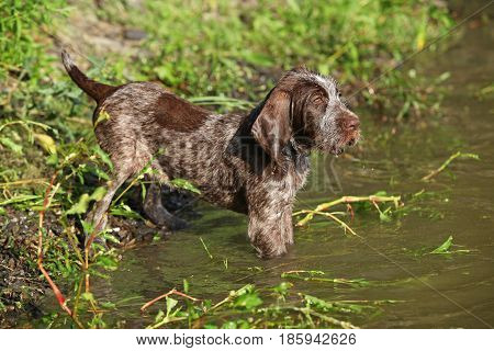 Puppy Of Italian Wire-haired Pointing Dog