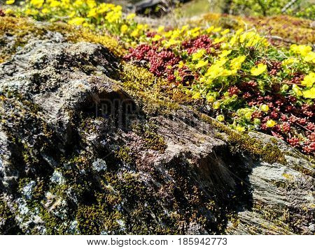 Photo of plants growing on slate rock