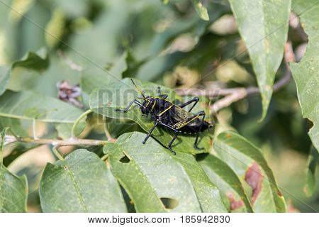 Painted grasshopper or horse lubber grasshoppers, are found in the grasslands of central Mexico. Grasshoppers of Mexico.