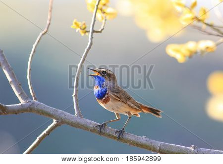 a blue bird sings in the spring garden blooming bright yellow tree branch