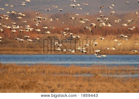 Snow Goose Fly In