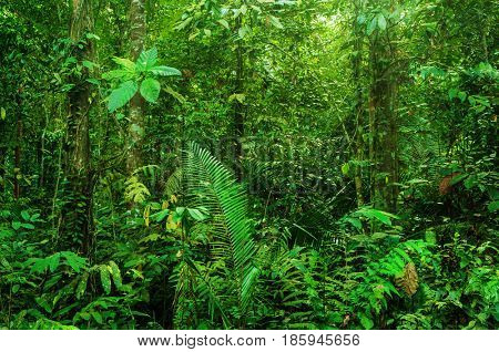 Fantastic tropical rainforest landscape in morning.