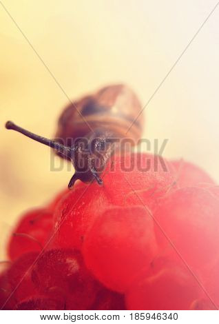 Small garden snail on red berries raspberry closeup