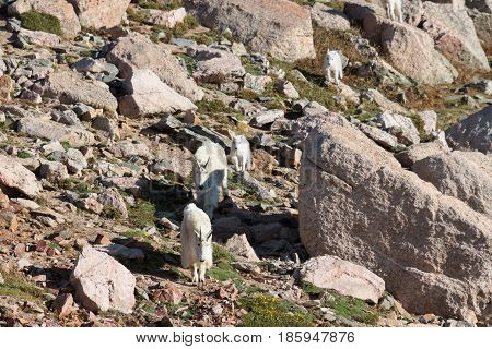 Wild Mountain Goats on Colorado Mountain Peaks.